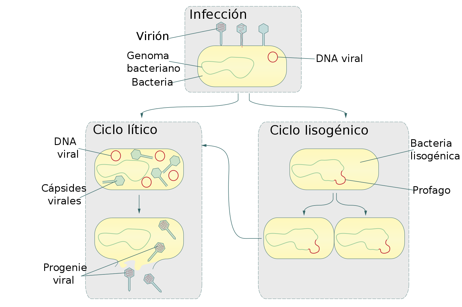 Лизогенный цикл. Жизненный цикл литического бактериофага. Бактериофаг лямбда жизненный цикл. Литический и лизогенный цикл бактериофага. Лизогенный цикл бактериофага это.